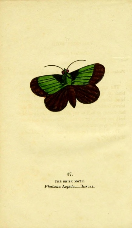 wapiti3:   	The book of butterflies, sphinges, and moths;  By Brown, Thomas, 1785-1862 Via Flickr: 	Publication info London,Whittaker & Co.; [etc.,etc.]1834.  Contributing Library: Cornell University Library  BioDiv. Library   