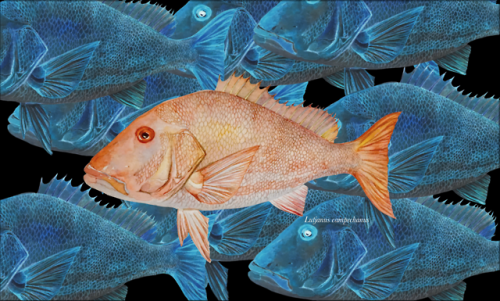 Why y’all so negative?scientific illustration (and its negative) of the common Red Snapper, Lu