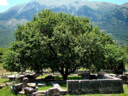 coolancientstuff:The Ancient Oracle of DodonaDodona in Epirus in northwestern Greece was the oldest 