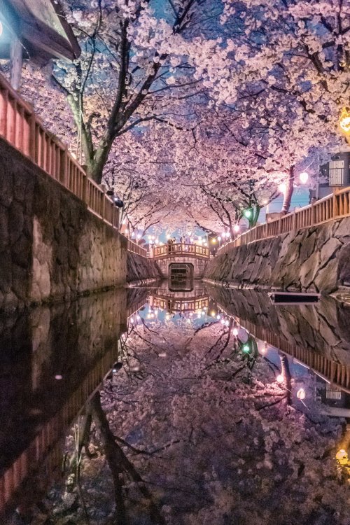 tanuki-kimono: Yozakura (nighttime cherry blossoms) in Kagawa, magical pictures by Mitani Yukari