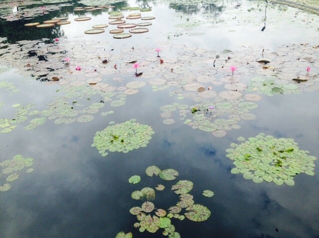 aapricots:  my photos next to monet’s paintings