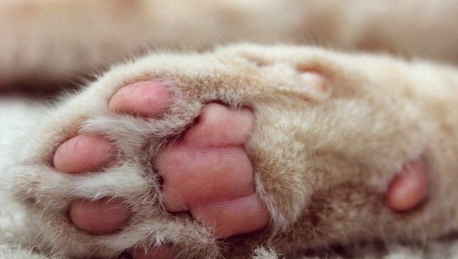 mothernaturenetwork:  The science behind your cat’s most adorable featuresThere’s