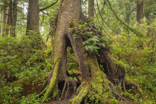 Cascadia Forest Giants by l_c_m_tt_website | instagram