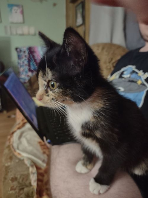 calico-dan:Libby sitting on my nephew, absolutely