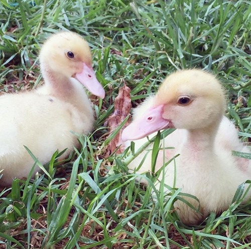 ducklingcentral: aprilanddrake:Can not get over the babies eyes still i wouldn’t eitherr