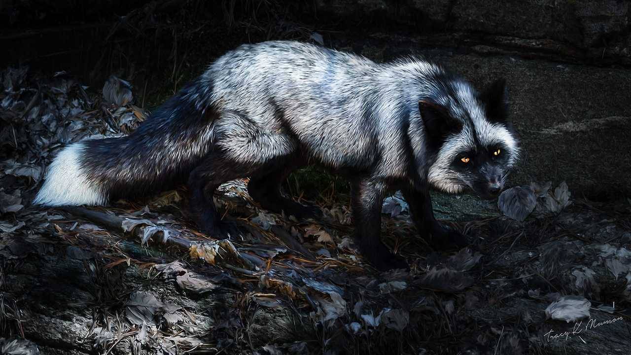 And Other Animals — Silver Fox, emphasis on silver. This is definitely...