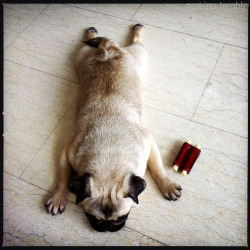 pug-inu:  Baby back ribs. 