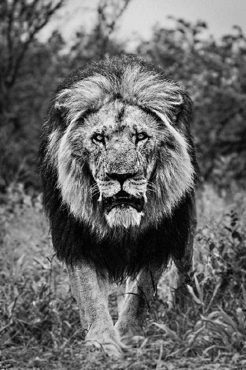 wolverxne:  The Boss! | by: {Fabian Gieske} 