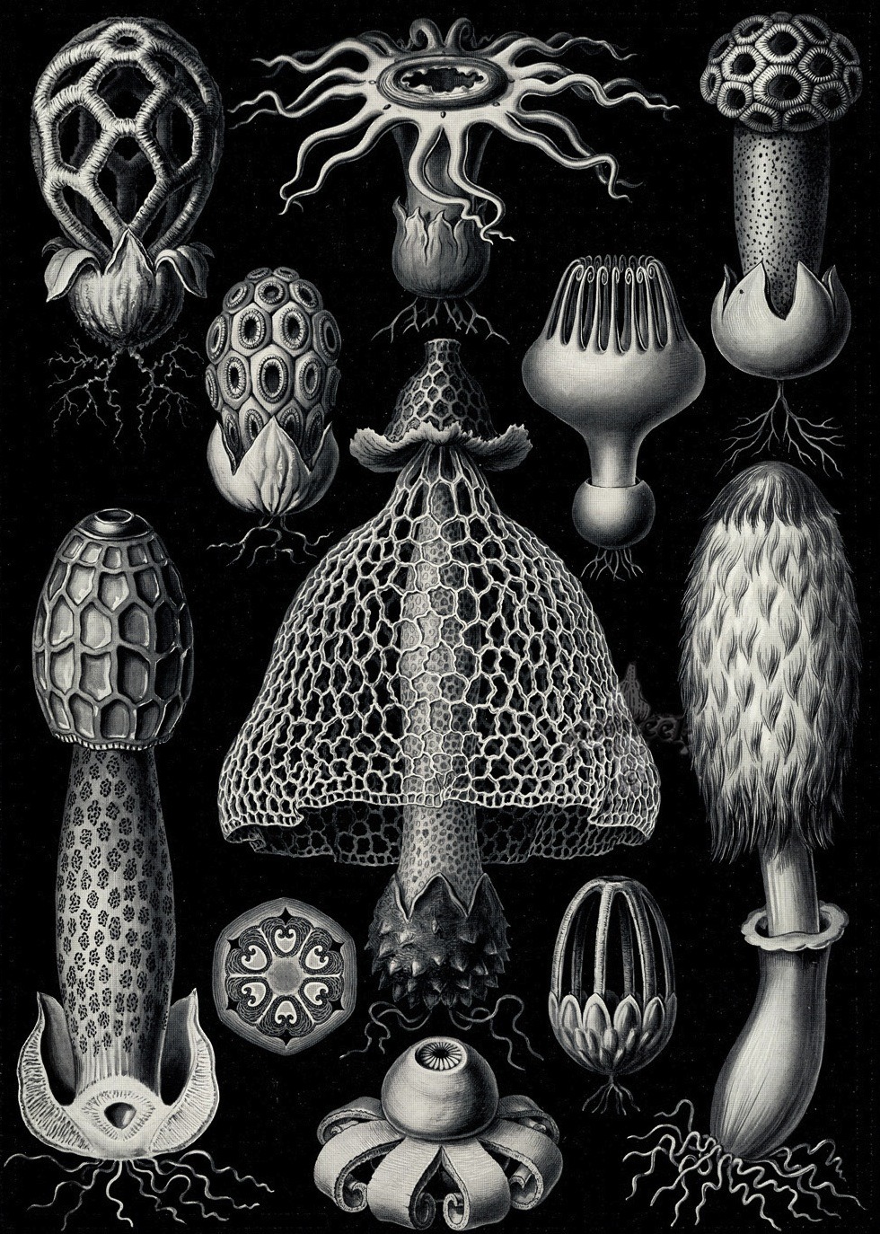 magictransistor:  Ernst Haeckel. Hexacoralla, Ascomycetes, Lichenes, Phaeodaria,