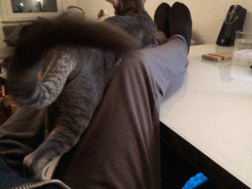 shenannygans: Sherlock couldn’t make up his mind if he wants to lay on my legs or not. (Excuse