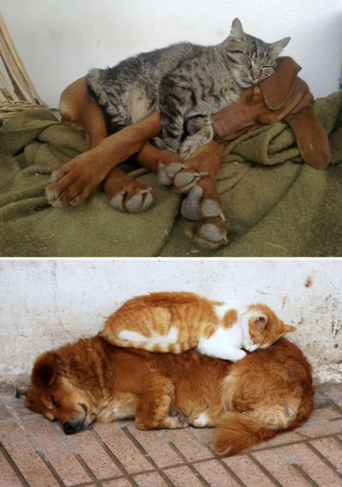 tastefullyoffensive:Cats Using Dogs as Pillows (images via bored panda)Previously: Puppies That Look Like Teddy Bears