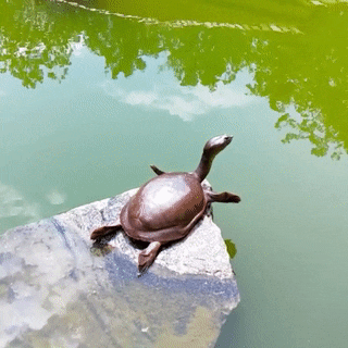 seatrench:Softshell Turtle stretch(source)