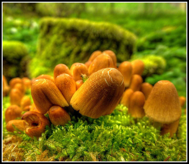 Never a Fungi to Photograph! on Flickr.