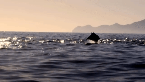 art-tension:Mobula Rays (Flying Rays or Devil Rays)Also know as “devil rays”, “flying mobula” or sim