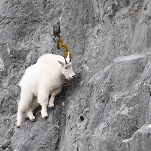 Sheep, Goats, And Stars Stimboard