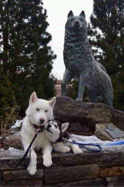 In their hero’s shadow (statue of Balto