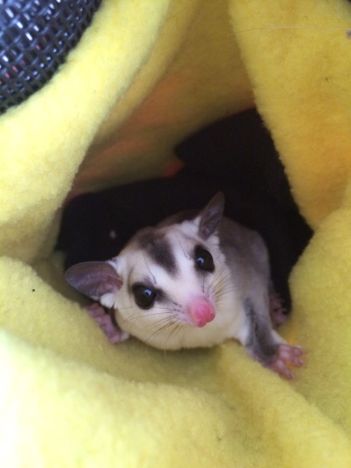 finallyjenna:  suggiesmama:  MoMo got neutered this morning. he is doing so well and I’m so happy for him. I’m glad we got him in earlier than we originally planned, but even happier that he doesn’t seem to be in lots of pain or really freaked out.
