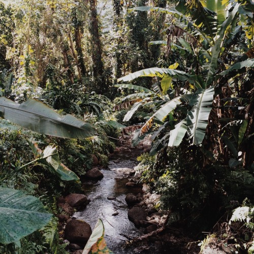 kala-hiki:Lost in the wild.