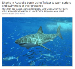 wellthatsjustgreat:  juscasbra:  toloveviceforitself:  kettugasm:  Large sharks off Western Australia are now doing their part to keep surfers and swimmers safe–by sending tweets warning of their presence. Scientists have fitted 320 sharks, many of