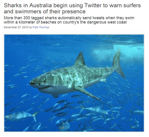 toloveviceforitself: kettugasm: Large sharks off Western Australia are now doing their part to keep 