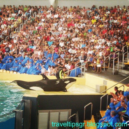 Nice to meet you!! #loroparque #tenerife #canaryislands #Spain #espanya #killerwhale #orca #whalesho