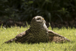 zookeeperproblems: ainawgsd: Owls Sunbathing