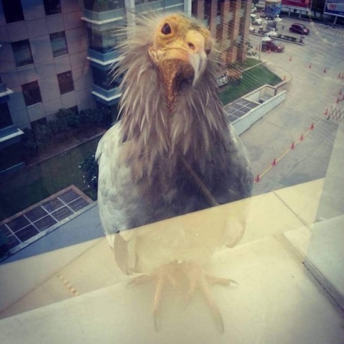 archiemcphee:  Because sometimes what you need most is to see a bunch of different birbs surprising people at their office windows, balconies, and back doors in order to squawk or chirp “OH HAI” or to simply stare and stare and stare in hopes of receiving