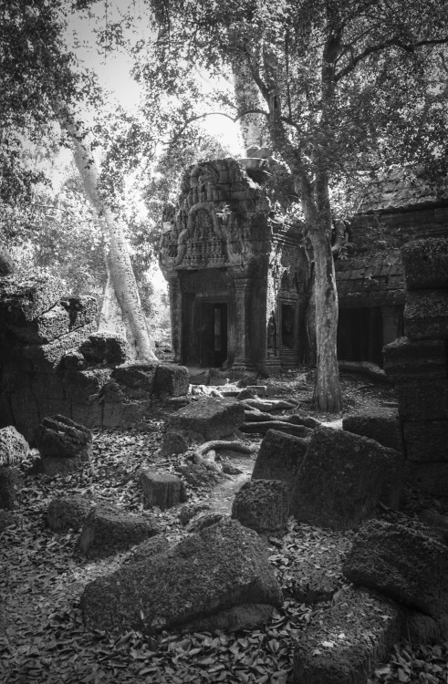 Ta Prohm, Cambodia. Film.