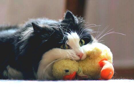 Miep?!