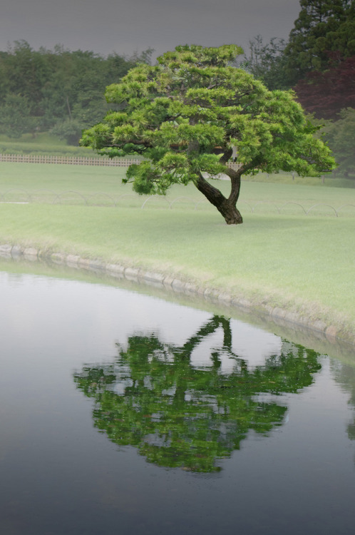 unwrittennature: Kourakuen Tree, Okayama 後楽園 岡山 (by anaguma)