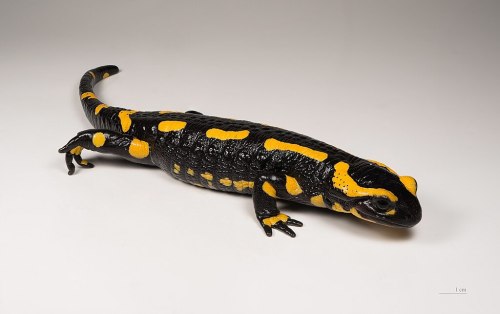 A photograph of a black salamander with orange markings.