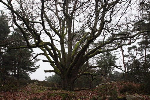 Fontainebleau by benoit_d on Flickr.