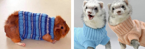 Sex tastefullyoffensive:  Animals Wearing SweatersPreviously: pictures