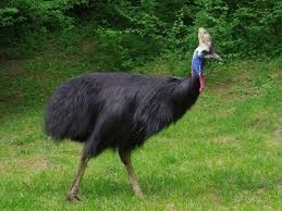 Cassowary Appreciation Post
