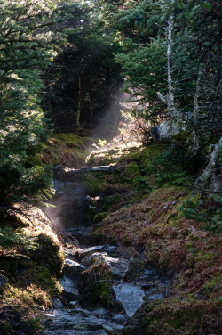 lamescapes:  Light In The Woods 