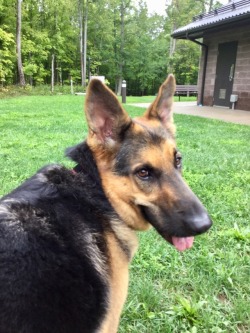 handsomedogs:  My pretty German shepherd