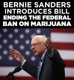 huffingtonpost:  Sen. Bernie Sanders (I-Vt.) has introduced a bill that would end federal prohibition of marijuana, marking the latest move the Democratic presidential candidate has made toward ending the war on drugs.The measure would remove marijuana