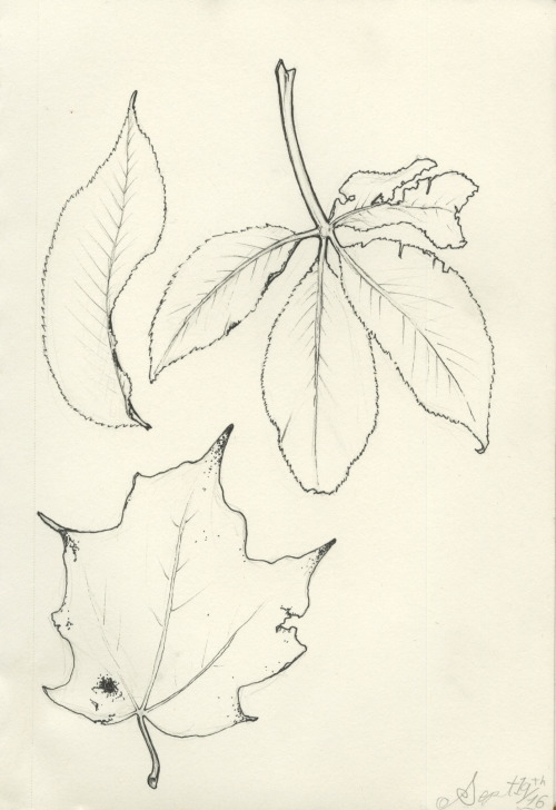 Drew some leaves I found in the cemetery yesterday.