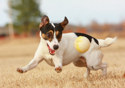 Black brown jack russell terrier