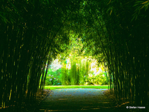 In the bamboo forestCopyright ©Stefan Haase All Rights Reserved