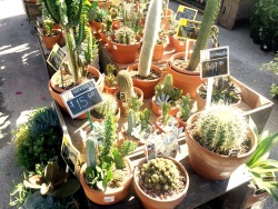 petite-agave:  Some lovely cacti and succulents