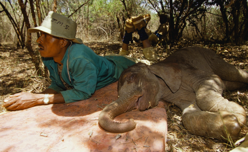 belas-imagens: nubbsgalore: photos by gerry ellis from the david sheldrick wildlife trust,