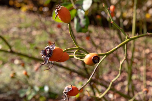 Preparing for winter.Rose hip.