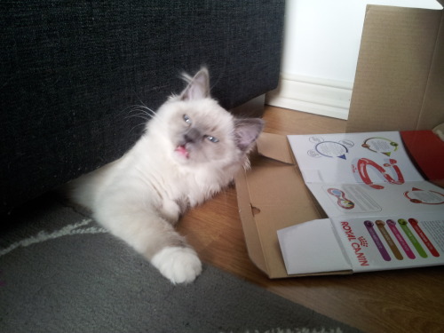 derpycats:  My ragdoll Marie is too fat to fit under the couch, but still gives it a shot now and th