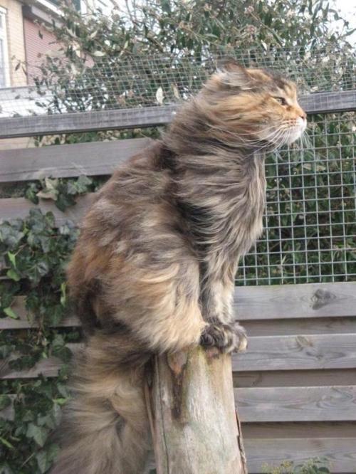 awwww-cute:  the wind makes it look like the cat is about to sail the seven seas (Source: http://ift.tt/2hAbFrW)