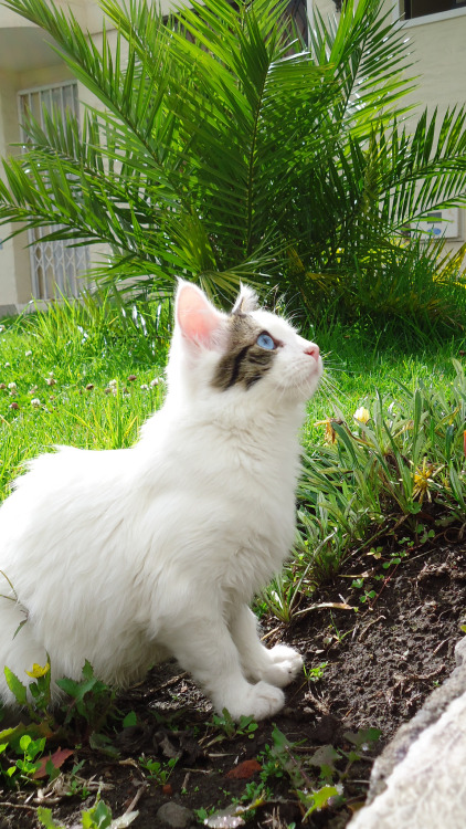 little blue eyes(via Gabih Alejandra)