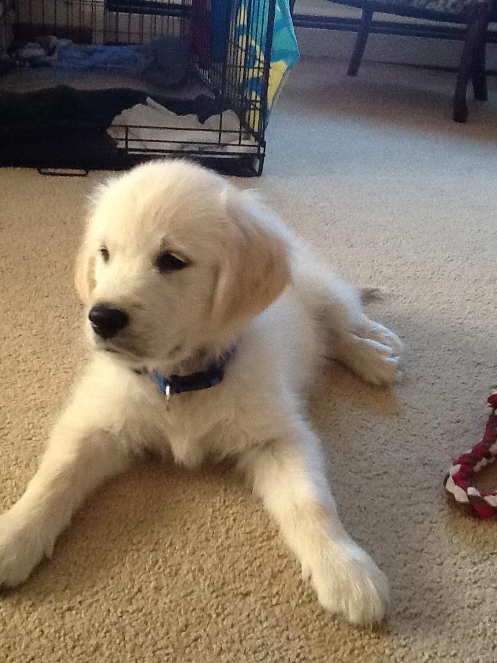 cute-overload:  My New Puppy!!http://cute-overload.tumblr.com 