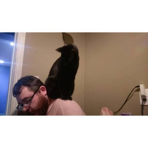 Apparently I’m a perch… 😩😺 #cat #perch #catperch #ouch #wizard