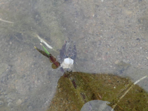 bogleech:  bugkeeping: bugkeeping:  i found some neat bugs today but I cant identify them. this…. looks like a grasshopper to me? but it seems uhh semi-aquatic a bunch of them were just chilling underwater? help OKAY thanks to @celestialphotography