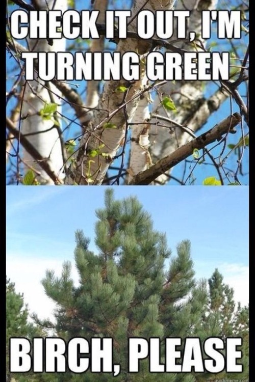haha-woww:  lolfactory:  There always has to be that one tree.☆ funny tumblr ☆ MOAR funny pictures  haha…. woww….